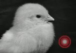 Standbild Huhn ausgebrütet New Brunswick New Jersey USA, 1941, aus Sekunde 39 historischem Filmmaterial Videoclip 65675032025
