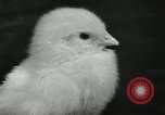 Standbild Huhn ausgebrütet New Brunswick New Jersey USA, 1941, aus Sekunde 40 historischem Filmmaterial Videoclip 65675032025