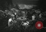 Standbild Blumen und Garten anzeigen Seattle Washington USA, 1941, aus Sekunde 20 historischem Filmmaterial Videoclip 65675032026