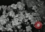 Standbild Blumen und Garten anzeigen Seattle Washington USA, 1941, aus Sekunde 43 historischem Filmmaterial Videoclip 65675032026