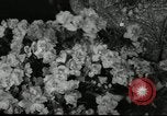 Standbild Blumen und Garten anzeigen Seattle Washington USA, 1941, aus Sekunde 45 historischem Filmmaterial Videoclip 65675032026