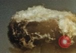 Immagine di Test atomico Albuquerque New Mexico USA, 1958, secondo 19 filmato di repertorio 65675032030
