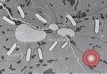 Image of Polish Campaign Poland, 1939, second 6 stock footage video 65675032089