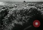 Immagine di Marina militare tedesca Schnellboot S-barca torpediniere Oceano atlantico, 1944, secondo 15 filmato di repertorio 65675032097