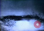 Image of American people United States USA, 1919, second 41 stock footage video 65675032135