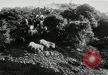 Immagine di Annuale cavallo selvatico round up Hayward California USA, 1930, secondo 12 filmato di repertorio 65675032154