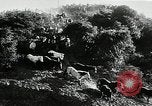 Immagine di Annuale cavallo selvatico round up Hayward California USA, 1930, secondo 15 filmato di repertorio 65675032154