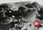 Immagine di Annuale cavallo selvatico round up Hayward California USA, 1930, secondo 22 filmato di repertorio 65675032154