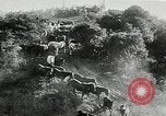 Immagine di Annuale cavallo selvatico round up Hayward California USA, 1930, secondo 26 filmato di repertorio 65675032154