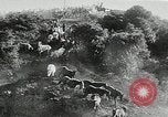 Immagine di Annuale cavallo selvatico round up Hayward California USA, 1930, secondo 27 filmato di repertorio 65675032154