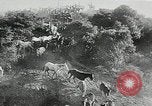 Immagine di Annuale cavallo selvatico round up Hayward California USA, 1930, secondo 28 filmato di repertorio 65675032154