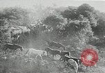 Immagine di Annuale cavallo selvatico round up Hayward California USA, 1930, secondo 32 filmato di repertorio 65675032154