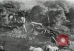 Immagine di Annuale cavallo selvatico round up Hayward California USA, 1930, secondo 35 filmato di repertorio 65675032154