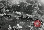 Immagine di Annuale cavallo selvatico round up Hayward California USA, 1930, secondo 36 filmato di repertorio 65675032154