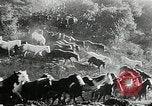Immagine di Annuale cavallo selvatico round up Hayward California USA, 1930, secondo 37 filmato di repertorio 65675032154