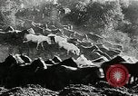 Immagine di Annuale cavallo selvatico round up Hayward California USA, 1930, secondo 38 filmato di repertorio 65675032154