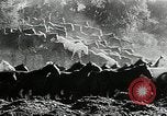 Immagine di Annuale cavallo selvatico round up Hayward California USA, 1930, secondo 39 filmato di repertorio 65675032154