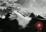 Immagine di Annuale cavallo selvatico round up Hayward California USA, 1930, secondo 43 filmato di repertorio 65675032154