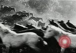 Immagine di Annuale cavallo selvatico round up Hayward California USA, 1930, secondo 46 filmato di repertorio 65675032154
