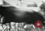 Immagine di Annuale cavallo selvatico round up Hayward California USA, 1930, secondo 58 filmato di repertorio 65675032154