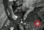 Standbild Scheunenhof von Schweinen United States USA, 1950, aus Sekunde 1 historischem Filmmaterial Videoclip 65675032166