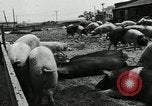 Standbild Scheunenhof von Schweinen United States USA, 1950, aus Sekunde 3 historischem Filmmaterial Videoclip 65675032166