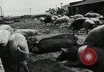 Standbild Scheunenhof von Schweinen United States USA, 1950, aus Sekunde 4 historischem Filmmaterial Videoclip 65675032166