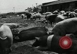 Standbild Scheunenhof von Schweinen United States USA, 1950, aus Sekunde 5 historischem Filmmaterial Videoclip 65675032166