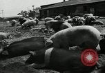 Standbild Scheunenhof von Schweinen United States USA, 1950, aus Sekunde 6 historischem Filmmaterial Videoclip 65675032166
