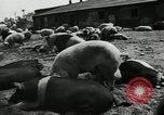 Standbild Scheunenhof von Schweinen United States USA, 1950, aus Sekunde 7 historischem Filmmaterial Videoclip 65675032166