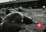Standbild Scheunenhof von Schweinen United States USA, 1950, aus Sekunde 8 historischem Filmmaterial Videoclip 65675032166