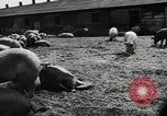 Standbild Scheunenhof von Schweinen United States USA, 1950, aus Sekunde 9 historischem Filmmaterial Videoclip 65675032166