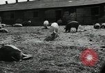 Standbild Scheunenhof von Schweinen United States USA, 1950, aus Sekunde 10 historischem Filmmaterial Videoclip 65675032166