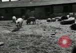 Standbild Scheunenhof von Schweinen United States USA, 1950, aus Sekunde 11 historischem Filmmaterial Videoclip 65675032166