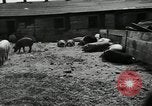 Standbild Scheunenhof von Schweinen United States USA, 1950, aus Sekunde 12 historischem Filmmaterial Videoclip 65675032166