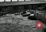 Standbild Scheunenhof von Schweinen United States USA, 1950, aus Sekunde 13 historischem Filmmaterial Videoclip 65675032166
