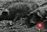 Standbild Scheunenhof von Schweinen United States USA, 1950, aus Sekunde 15 historischem Filmmaterial Videoclip 65675032166