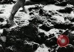 Standbild PADDY-REIS China, 1954, aus Sekunde 14 historischem Filmmaterial Videoclip 65675032179