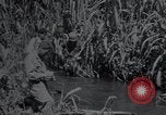 Image of U.S.Army Medical Research Center Korea, 1953, second 60 stock footage video 65675032206