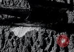 Image of lumbering United States USA, 1937, second 35 stock footage video 65675032221
