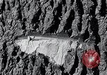 Image of lumbering United States USA, 1937, second 40 stock footage video 65675032221
