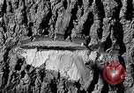 Image of lumbering United States USA, 1937, second 41 stock footage video 65675032221