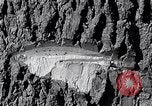 Image of lumbering United States USA, 1937, second 45 stock footage video 65675032221