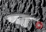 Image of lumbering United States USA, 1937, second 46 stock footage video 65675032221