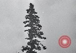 Image of lumbering United States USA, 1937, second 47 stock footage video 65675032221