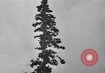 Image of lumbering United States USA, 1937, second 48 stock footage video 65675032221