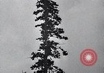 Image of lumbering United States USA, 1937, second 49 stock footage video 65675032221