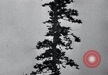 Image of lumbering United States USA, 1937, second 50 stock footage video 65675032221