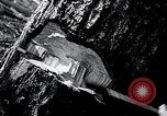 Image of lumbering United States USA, 1937, second 52 stock footage video 65675032221