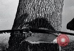 Image of lumbering United States USA, 1937, second 57 stock footage video 65675032221